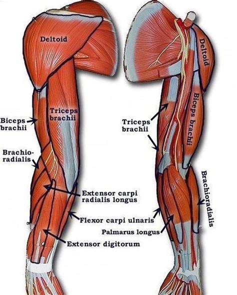 Medical Motivation on Instagram: “Learn about muscles of the upper limb ...