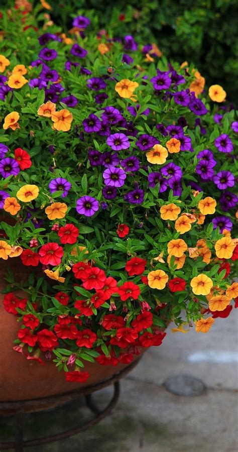 99 Simple Summer Container Garden Flowers And Formula (36 ...