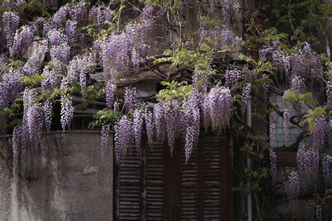 Wisteria in Japan: History, Meaning and Where To Find Them