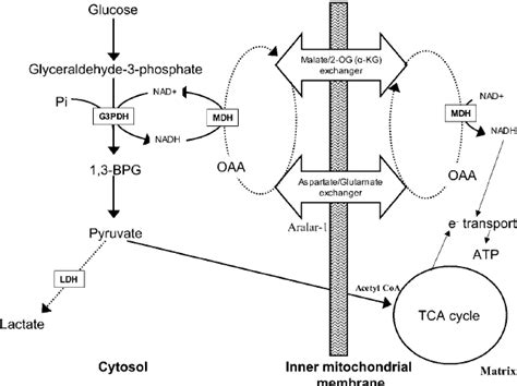 The malate–aspartate shuttle is the principal mechanism for the ...