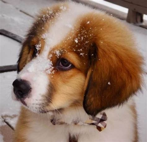 14 Great Pyrenees Mixed Breeds: Massive, Majestic Mixes!