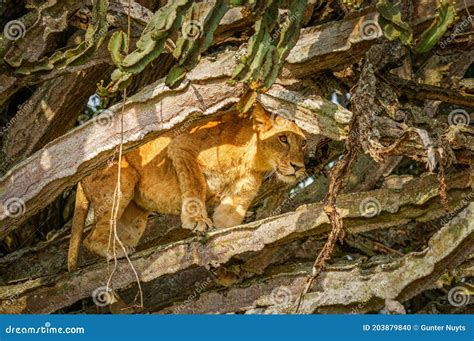 Tree Climbing Lion in Ishasha, Queen Elizabeth National Park, Uganda. Stock Photo - Image of ...