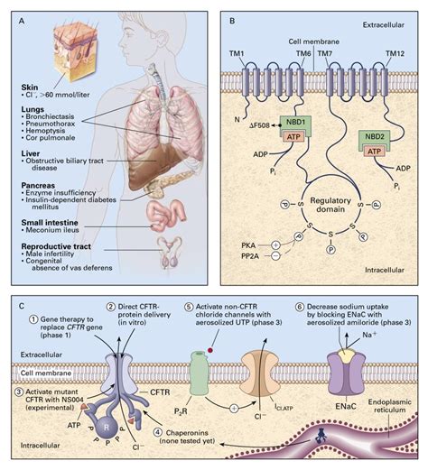 Ion Channels — Basic Science and Clinical Disease | NEJM