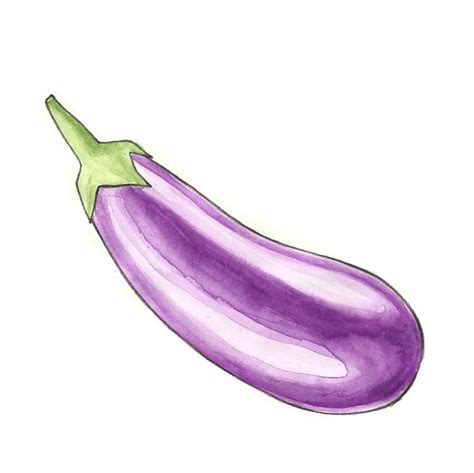 Brinjal Plant Drawing