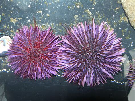 Sea Urchins' Teeth and Aristotle's Lantern - The Living Coast Discovery Center