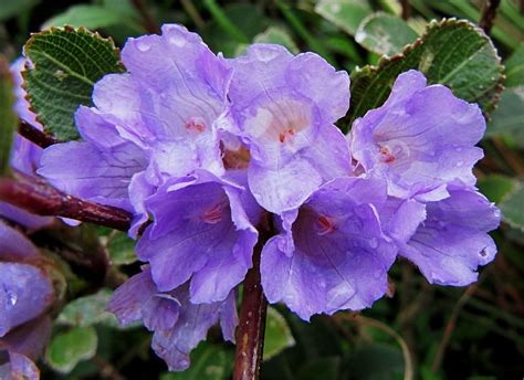 Kurinji / Neelakurinji (Strobilanthes kunthiana) // The delicate ...