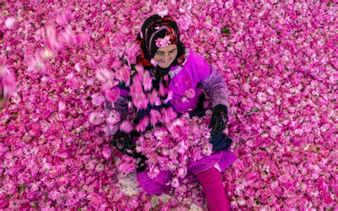 Au Maroc, la « vallée des roses » rêve d’un label bio