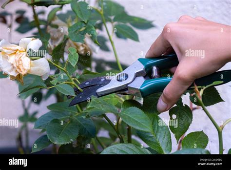 Gardener pruning rose bushes. Pruning roses after flowering Stock Photo - Alamy