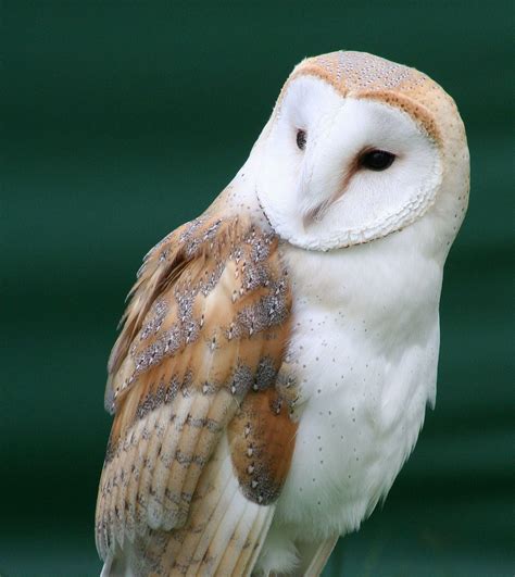 Barn Owl Face Logo - LogoDix