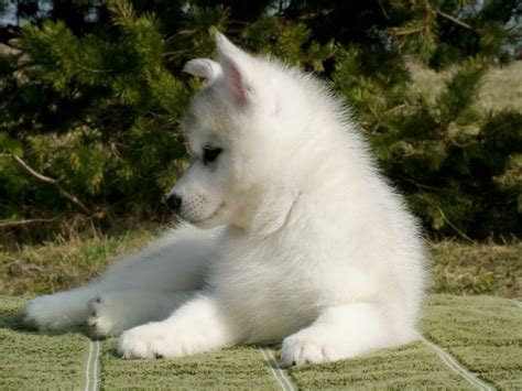 Siberian Husky Puppies Under 100 Dollars For sale United States Pets - 1