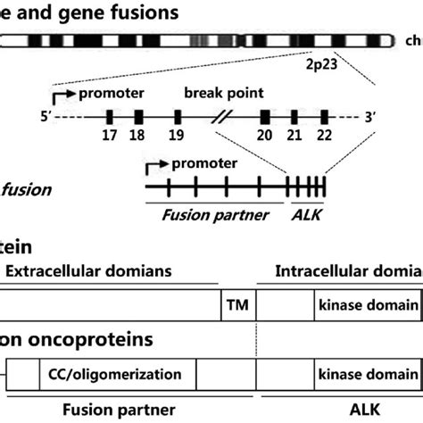 Schematic structure of the (A) ALK gene, (B) ALK protein and (C) an ALK ...