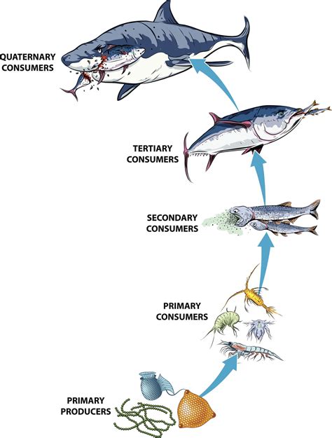 Ocean Food Chain Diagram