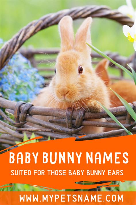 Pin on Baby bunny names and pics