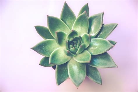 Green Succulent Plant · Free Stock Photo