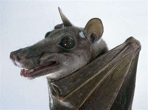 Photographs of a Variety of Unusual Bats | Fruit bat, Bat species, Animals