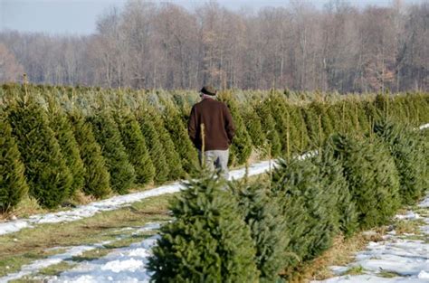 How Many Acres Do You Need for a Christmas Tree Farm? - 🐝 BootstrapBee ...