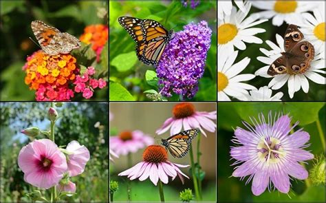 30 Beautiful Plants to Attract Butterflies to Your Garden