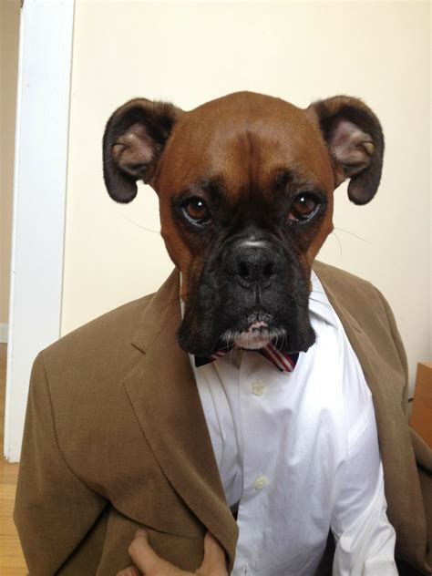 Pin by Damaris Guadarrama on Boxer | Boxer dogs brindle, Menswear dog, Boxer dog puppy