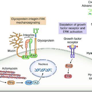 (PDF) The role of glycans in the mechanobiology of cancer