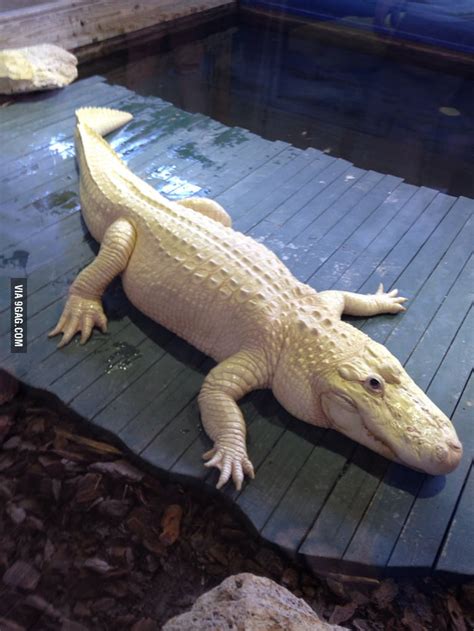 Albino Alligator, only 12 know alive in the world. - 9GAG