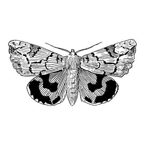 Illustration of moth - Download Free Vectors, Clipart Graphics & Vector Art