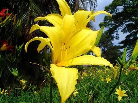 Free Flowers in Brazil Stock Photo - FreeImages.com