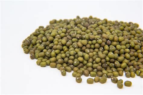 Wholesale Mung Bean Sprout Seed | Caudill Sprouting