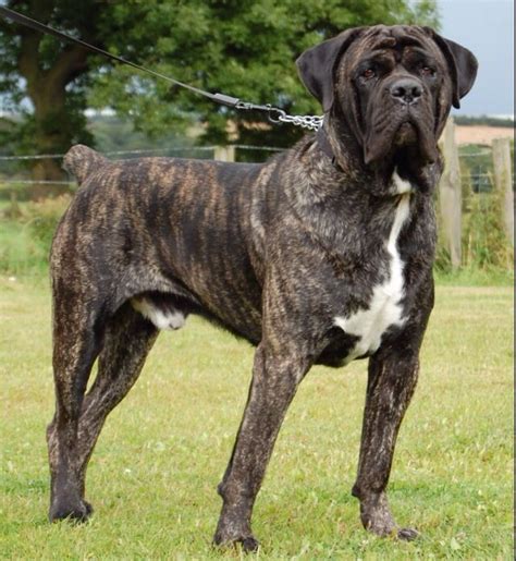 Tigrato brindle Cane Corso Italian mastiff. | Mastiff breeds, Mastiff puppies, Mastiff dogs