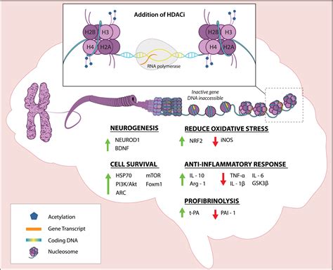 Histone Deacetylase Inhibitors: A Novel Strategy for Neuroprotection ...