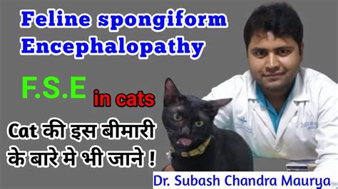 Feline Spongiform Encephalopathy in Cats/Cat prions disease/Mad Cat ...