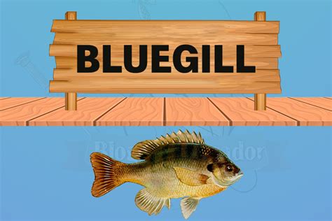 Bluegill: características, habitat, reprodução e alimentação | Blog do Pescador