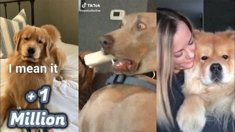 Best TikTok Dog 2020 Funny Compilation Clean Tik Toks Memes 😊😂 - YouTube