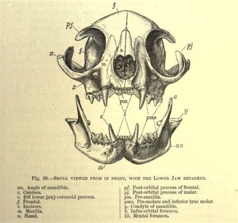 Skull Anatomy, Cat Anatomy, Anatomy Art, Cat Skull Tattoo, Skull ...