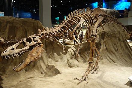 Albertosaurus - FOSSIL