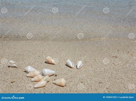 View of the Sandy Beach. Shells in the Sand Stock Image - Image of ...