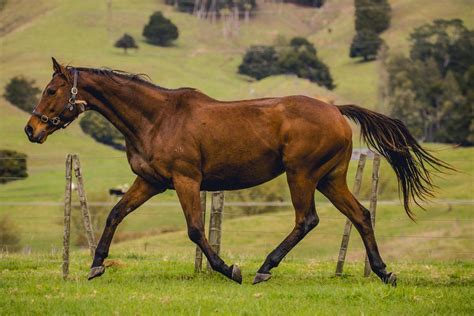 Bay Thoroughbred Mare Trot by DWDStock | Thoroughbred, Horses, Horse ...