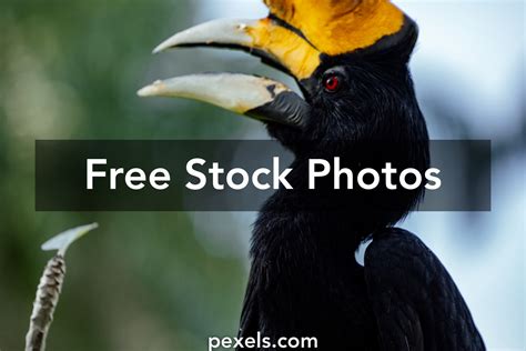 Great Hornbill Photos, Download The BEST Free Great Hornbill Stock ...