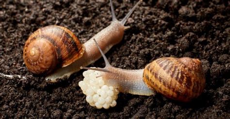 Snail Eggs: What They Look Like & 7 Fun Facts - A-Z Animals