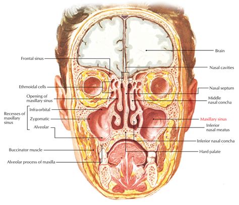 35+ Floor Of Maxillary Sinus Pictures