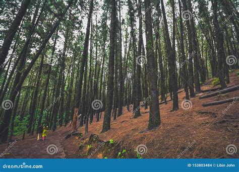 Pine Forest in Vagamon Hills is One of the Best Tourist Place in Kerala ...