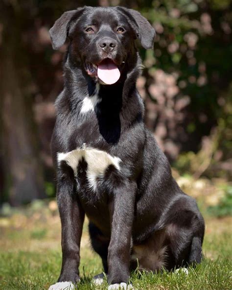 Aussiedor: Is the Australian Shepherd Lab Mix Right for You? - K9 Web