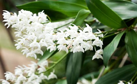 Australian Native Orchids - Burke's Backyard