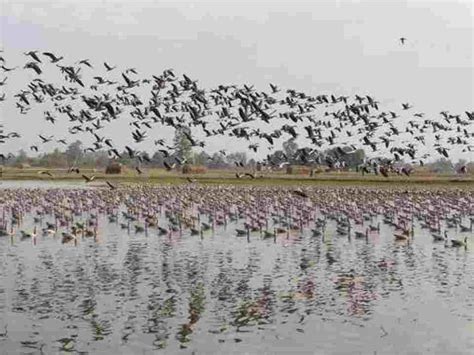 Wular Lake Has Got Seven New Species Of Migratory Birds In This Winter