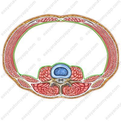 Regional anatomy of the abdominal wall – Easy Anatomy 3D