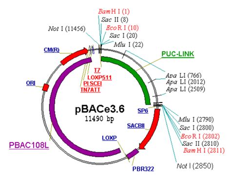 Bacterial Artificial Chromosomes (BACs) Features