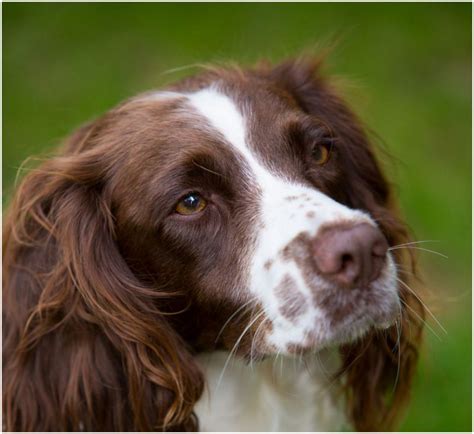 English Springer Spaniel - Puppies, Rescue, Pictures, Facts, Breeders | Animals Breeds