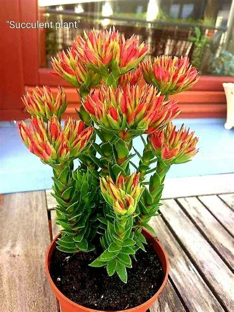 7 Rare Succulents | Flowersandflowerthings | Planting succulents, Rare succulents, Succulent ...