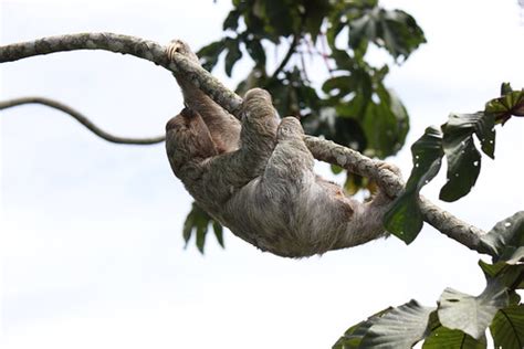 3-toed Sloth | Nigel Hoult | Flickr