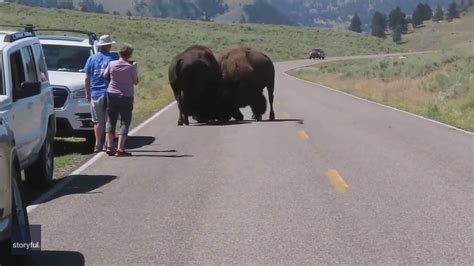 'They will kill you': Tourists warned to move away from bison fight in Yellowstone | Fox Weather