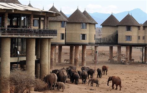 Salt Lick safari Lodge - Continental Travel Group